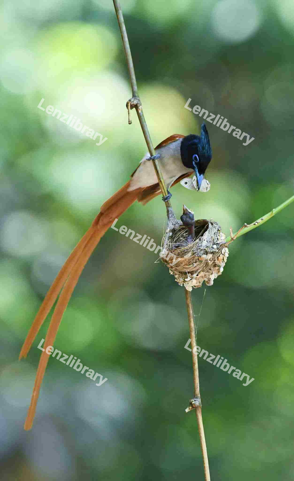 Indian Paradise Flycatcher